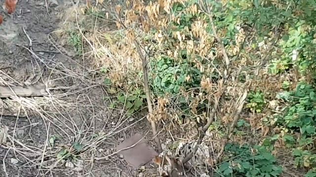 Белочка в балке смотреть онлайн