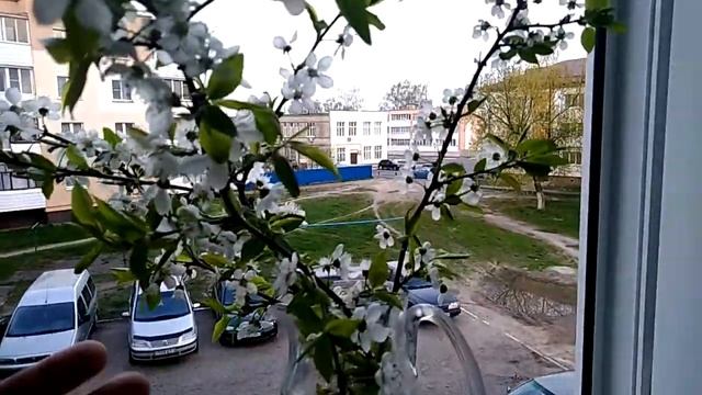 Роза, цветы абрикосов , закат смотреть онлайн