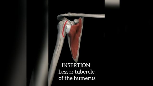 SUBSCAPULARIS muscle | origin |insertion |nerve supply смотреть онлайн