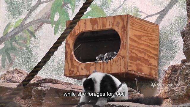 Ruffed lemur babies in the nest at Saint Louis Zoo смотреть онлайн