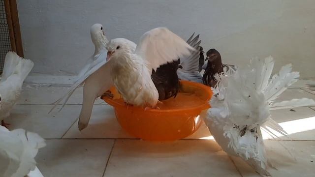 Посмотрите, как голубь купается в воде 🕊️💦👌 смотреть онлайн