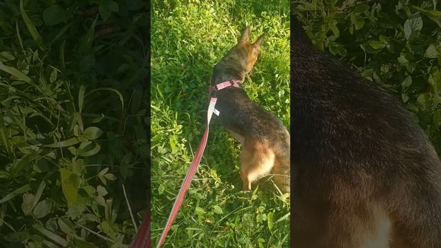 gala kami ni mommy scarlet.. hey friends wait for me😊 смотреть онлайн