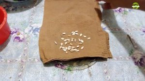 Как замачивать семена тыквы для высаживания в открытый грунт.  Особенности посадки