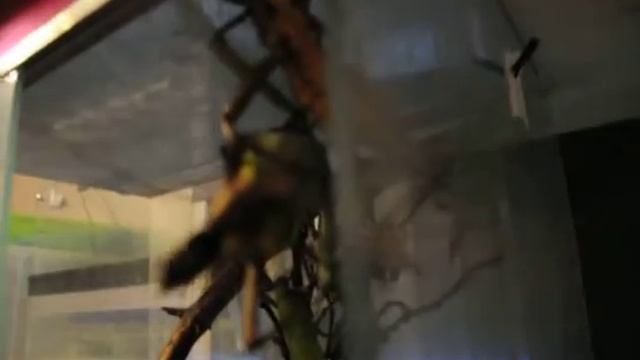 www.MyReptile.ru_ Спаривание гетероптериксов (Heteropteryx dilatata) смотреть онлайн