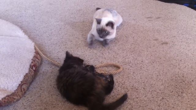 Siren and Millie 3 смотреть онлайн
