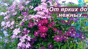 Клематисы, про которые мне есть что сказать