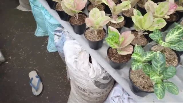 🔴[LIVE] STOCK BARU GEMPUR HARGA MLETRE EPS.317 смотреть онлайн