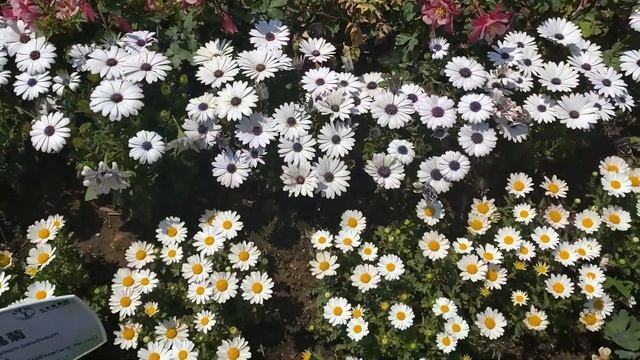 Beijing Botanical Garden смотреть онлайн