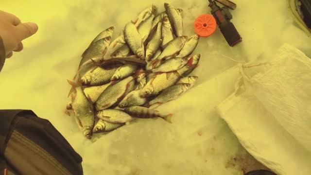 Электронная удочка DAIKA. Ловля плотвы, окуня на безмотылку со льда. Рыбалка на мормышку зимой смотреть онлайн