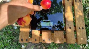 Абрикос Биг Ред/Big Red