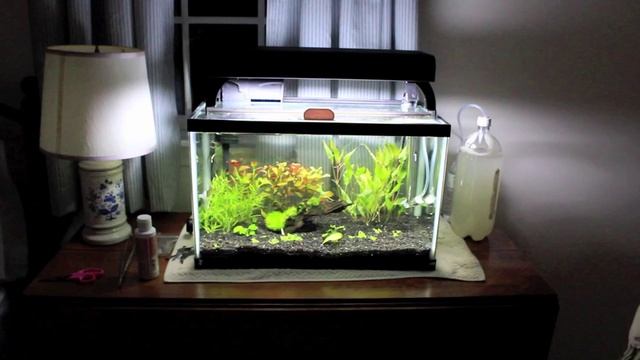 Planted Aquariums Central Unboxing and 10 gal. Update смотреть онлайн