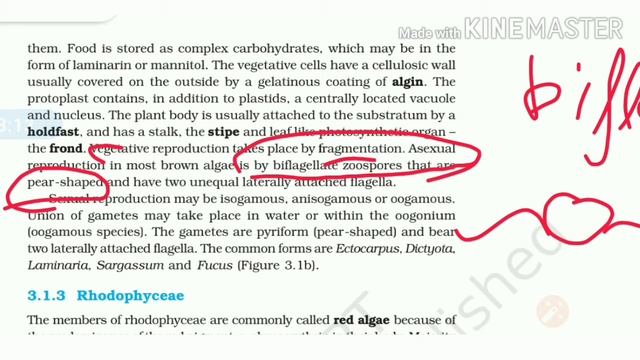 Ncert all mcq|| Plant kingdom|| class 11t||NEET,aiims #ncertmcq смотреть онлайн
