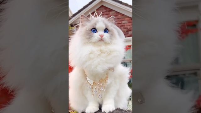 Крутые товары для животных cathouse-shop.ru или https://www.ozon.ru/seller/cathouse-1884698/ #cat смотреть онлайн