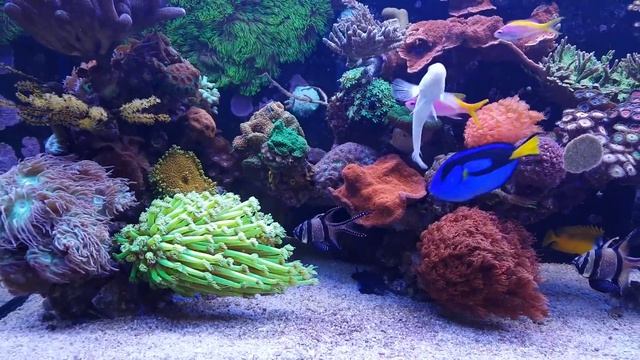 FF#52 | Focus Friday: 1 Year Special смотреть онлайн