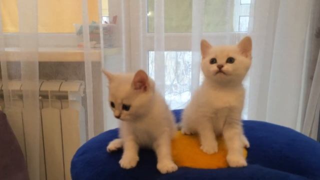 Котята британские серебристые шиншиллы смотреть онлайн