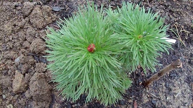 2023050 Rubra Flora Plena 算不牡丹? 它是芍药科的植物? who knows? смотреть онлайн