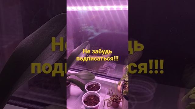 Огурцы взошли ЧТО ДАЛЬШЕ? #садоводство смотреть онлайн