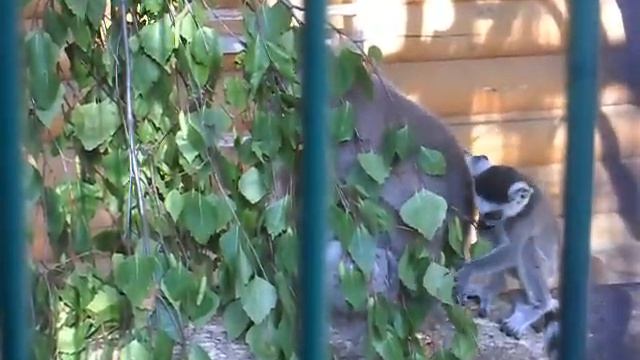 Кошачьи лемуры смотреть онлайн
