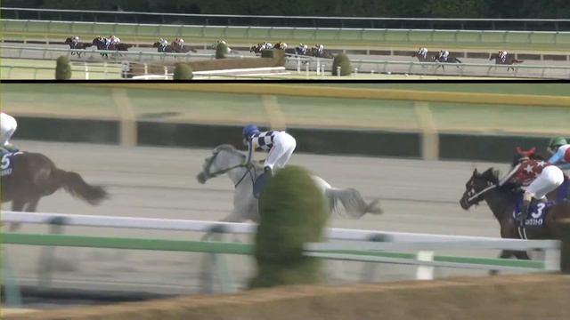 2024 February Stakes- Peptide Nile смотреть онлайн