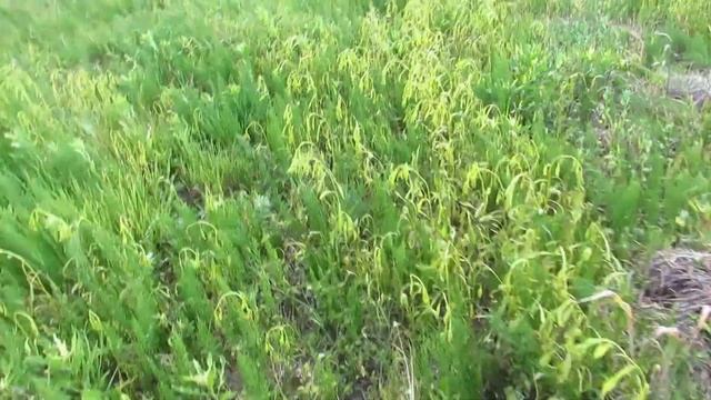 сергеевка посев рапса 05 06 18 смотреть онлайн