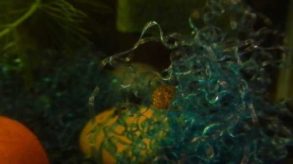 Малек тетрадона карликового.