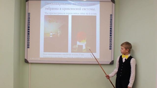 Как проходит инкубация перепелиных яиц в домашних условиях смотреть онлайн
