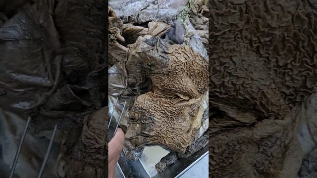 Stomach of horse смотреть онлайн