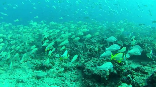 PADI Open Water Dives - Palm Beach, Florida - GoPro Footage [HD - 1080] смотреть онлайн