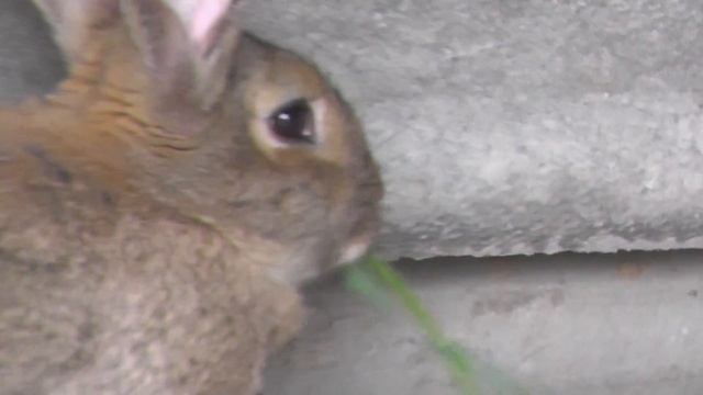 Кролики. смес фландары и великан 5 месецав смотреть онлайн