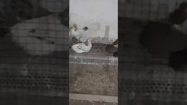 Тауык асырау Индаутка асырау кораны тазалау смотреть онлайн