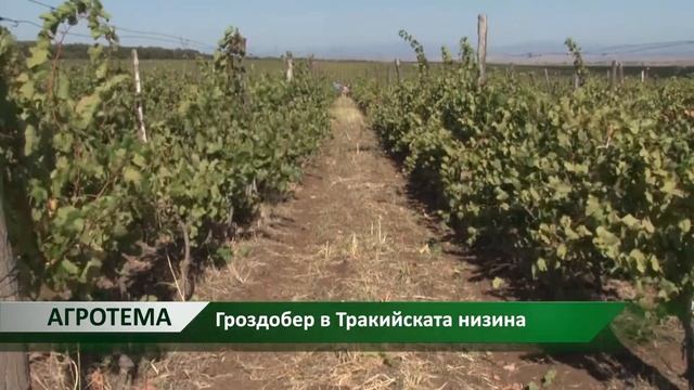Агротема: Гроздобер в Тракийската низина , автор: Мирела Спасова смотреть онлайн