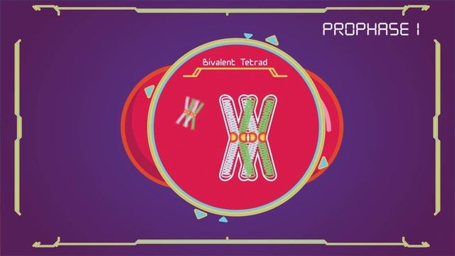 What is Mitosis & Meiosis? | Complete | Animated Explanation смотреть онлайн