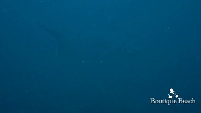26.02.23 - Whale Shark & Pilot/False Killer Whales Dives at Manta Point & Bodufinolhu Thila смотреть онлайн