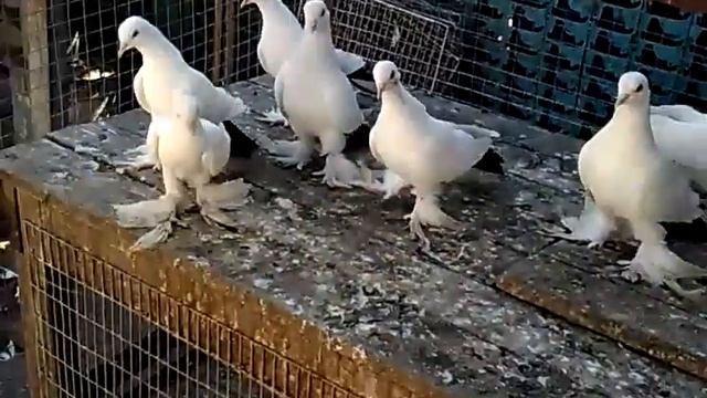 Кавказские бойные голуби смотреть онлайн