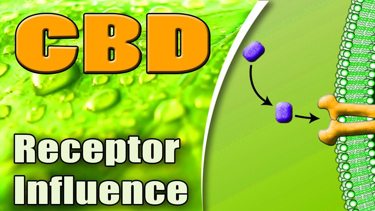 CBD Influence Over Various Receptors - azWHOLEistic смотреть онлайн