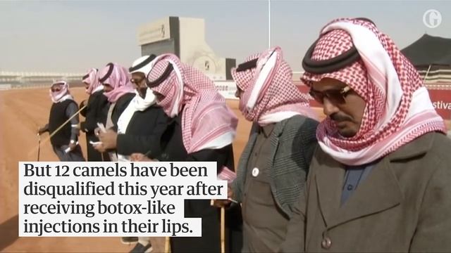 Lip service: camels get ‘Botox’ at Saudi beauty pageant смотреть онлайн