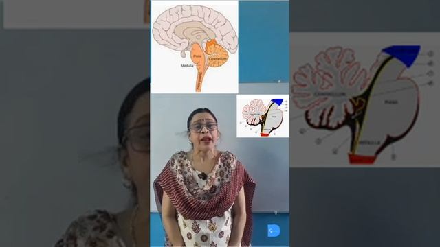 Functions of hind brain| Important Question|Biology-X| Digital generation смотреть онлайн