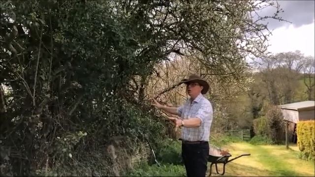 How to Kill Ivy (Hedera Helix) смотреть онлайн