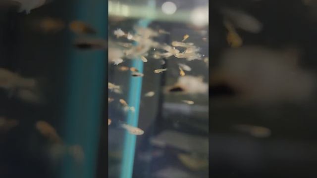 рыбки #мальки #fishing #guppy #животные #планета #растения смотреть онлайн