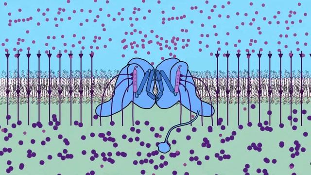 Voltage Gated Sodium (Na+) Channel смотреть онлайн