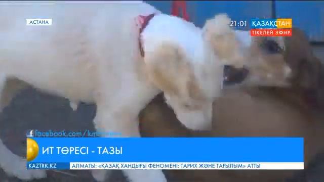 Қабанбай ауылында тұратын Жұма Ғазиз тұқымы құрып бара жатқан құмай тазыларды баптайды смотреть онлайн
