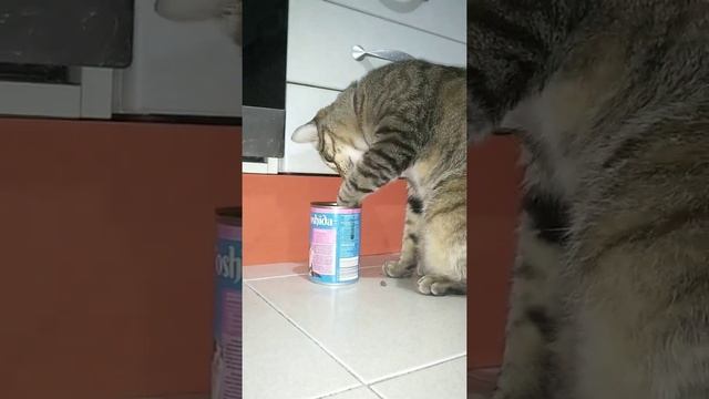 Какие интеллектуальные возможности у котов смотреть онлайн