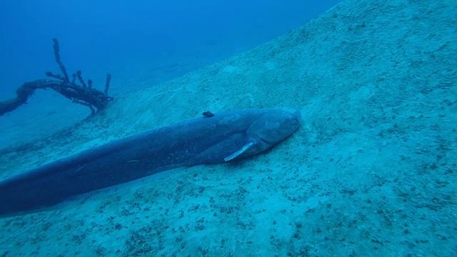Big catfish смотреть онлайн