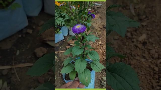 aster flower plant care tip смотреть онлайн