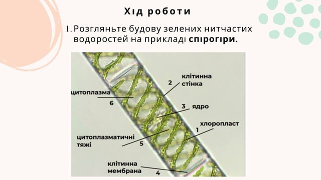 Лабораторне дослідження №7 Будови зелених нитчастих водоростей смотреть онлайн