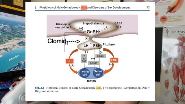 Can you take Clomid AND Testosterone? смотреть онлайн