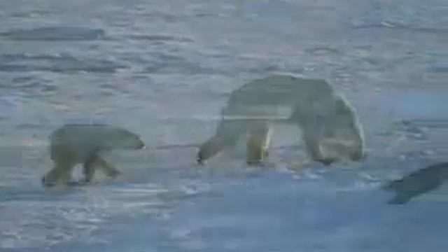 The Polar Bear (60 seconds) смотреть онлайн