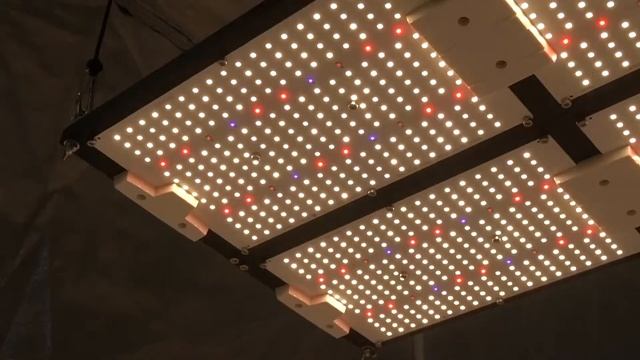 shenzhen Kingbrite 600W QB Board CREE XP E2+LG UV grow lights смотреть онлайн