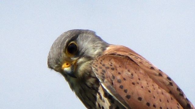 limburgian wild life смотреть онлайн