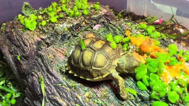Tiny Tina needs special care from The Tortoise Guy team! 🐢👍❤️ смотреть онлайн